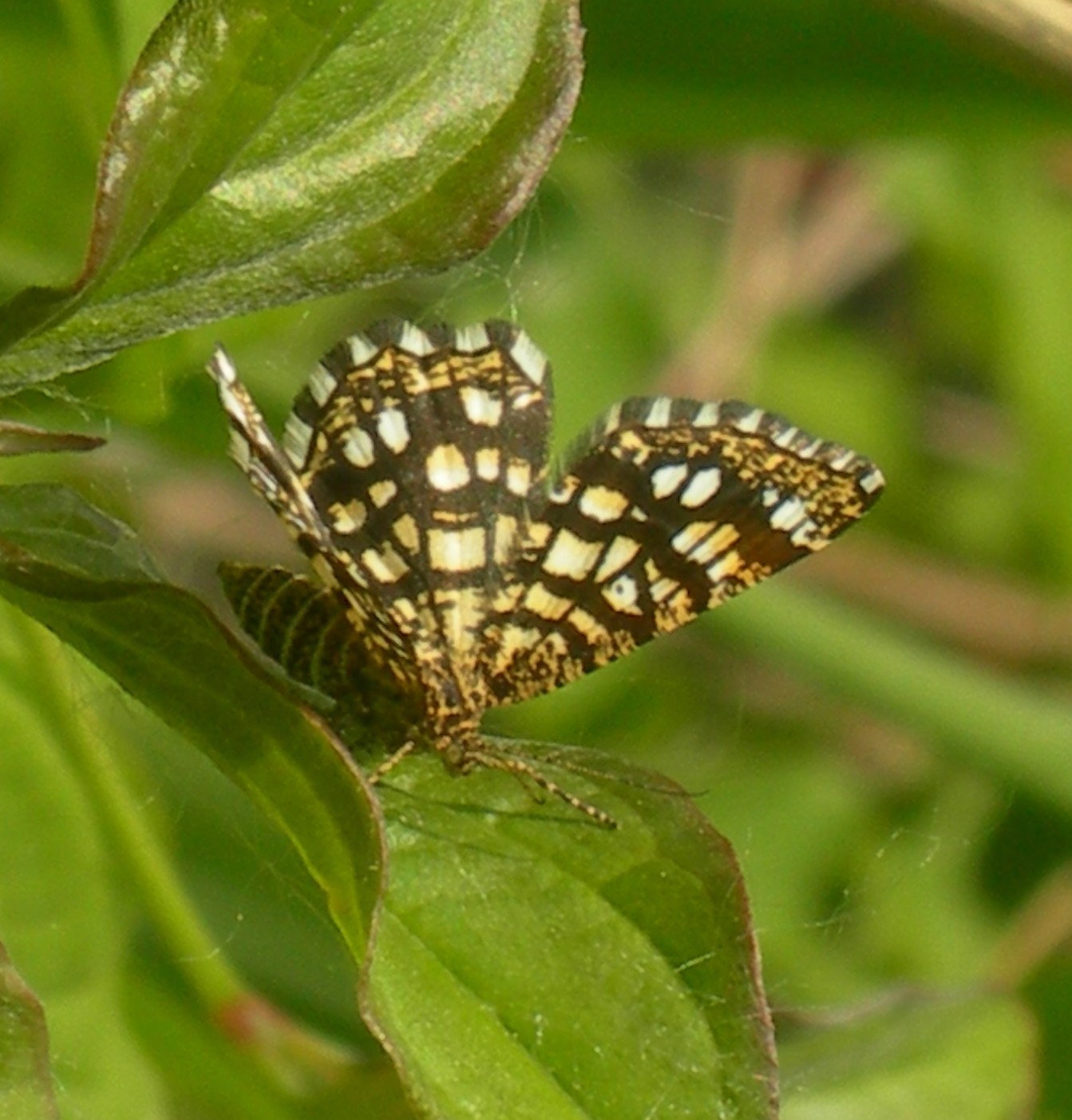 farfalla bellissima - Chiasmia clathrata
